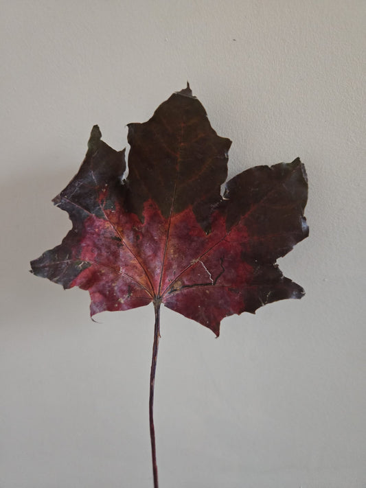 The Stillness Between Moments | The Story Behind the Momiji Tee